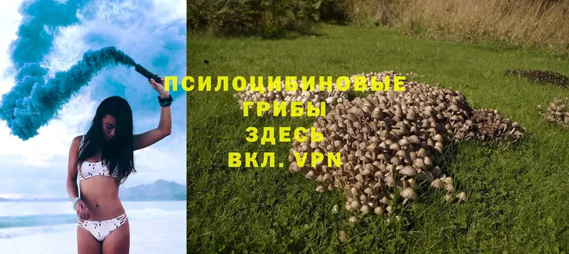 закладка  Городец  Псилоцибиновые грибы Psilocybe 